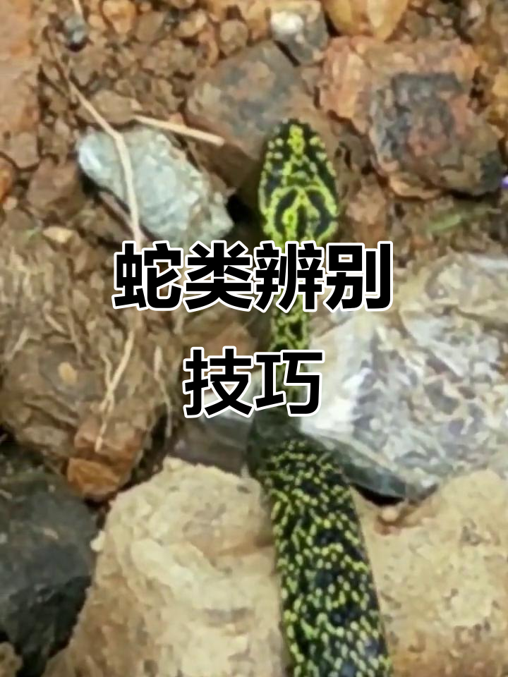 王锦蛇与剧毒蝮蛇,花纹细微差别决定生死!
