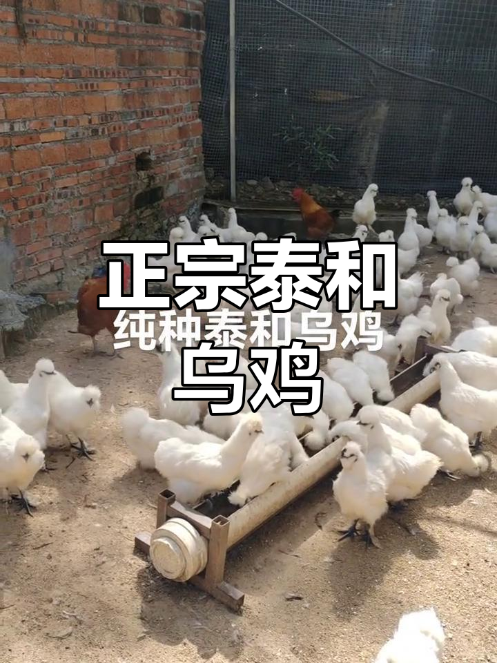 纯正泰和乌鸡,宫廷传承,白毛母鸡重约2斤