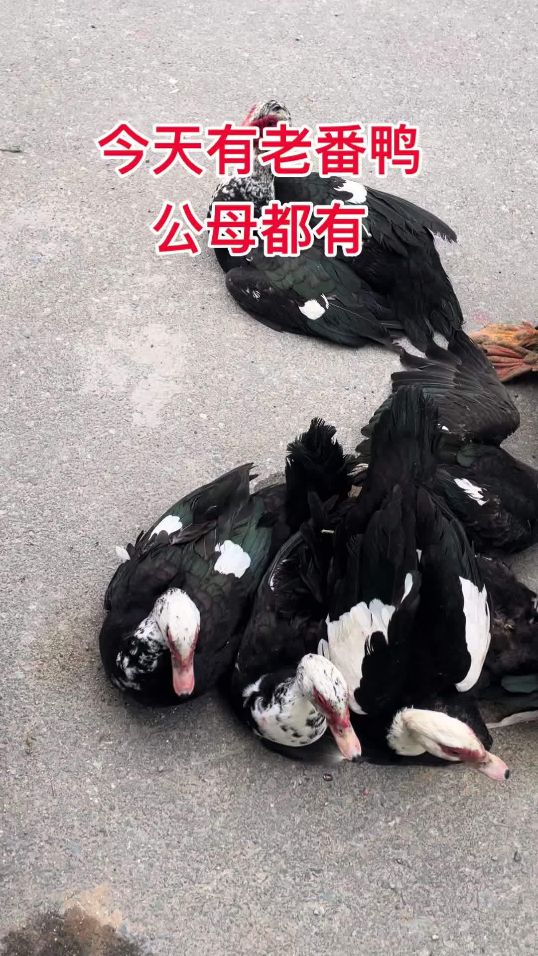 今天有农村老番鸭公母都有需要联系我顺丰包邮 土鸡土鸭 生态散养 鸡鸭鹅 农村养殖 番鸭