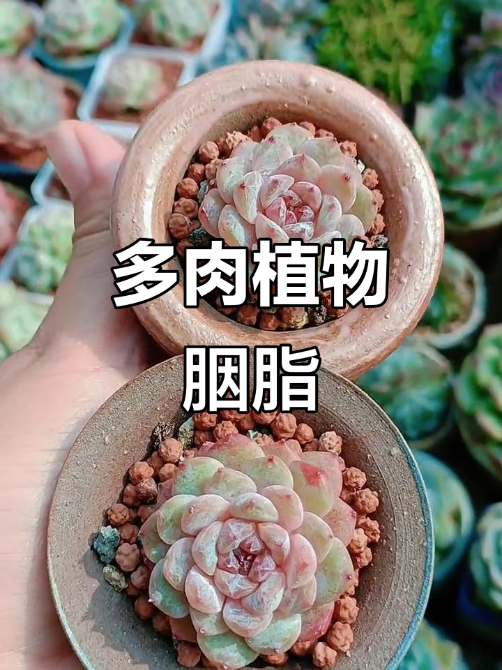 寒冬里的温暖治愈,胭脂多肉植物带来美丽心情