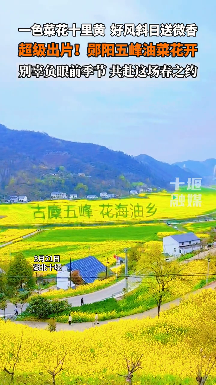 满目金黄好治愈!再美的文案,都不及这一刻的春暖花开
