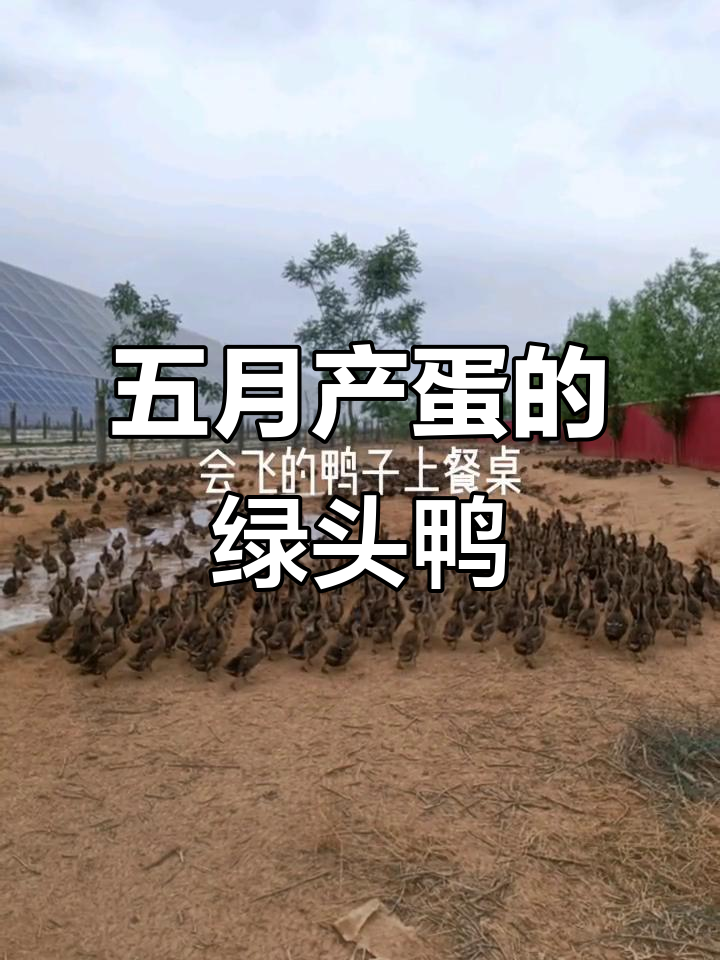 绿头野鸭五个月就能下蛋,年产量高达230到260枚