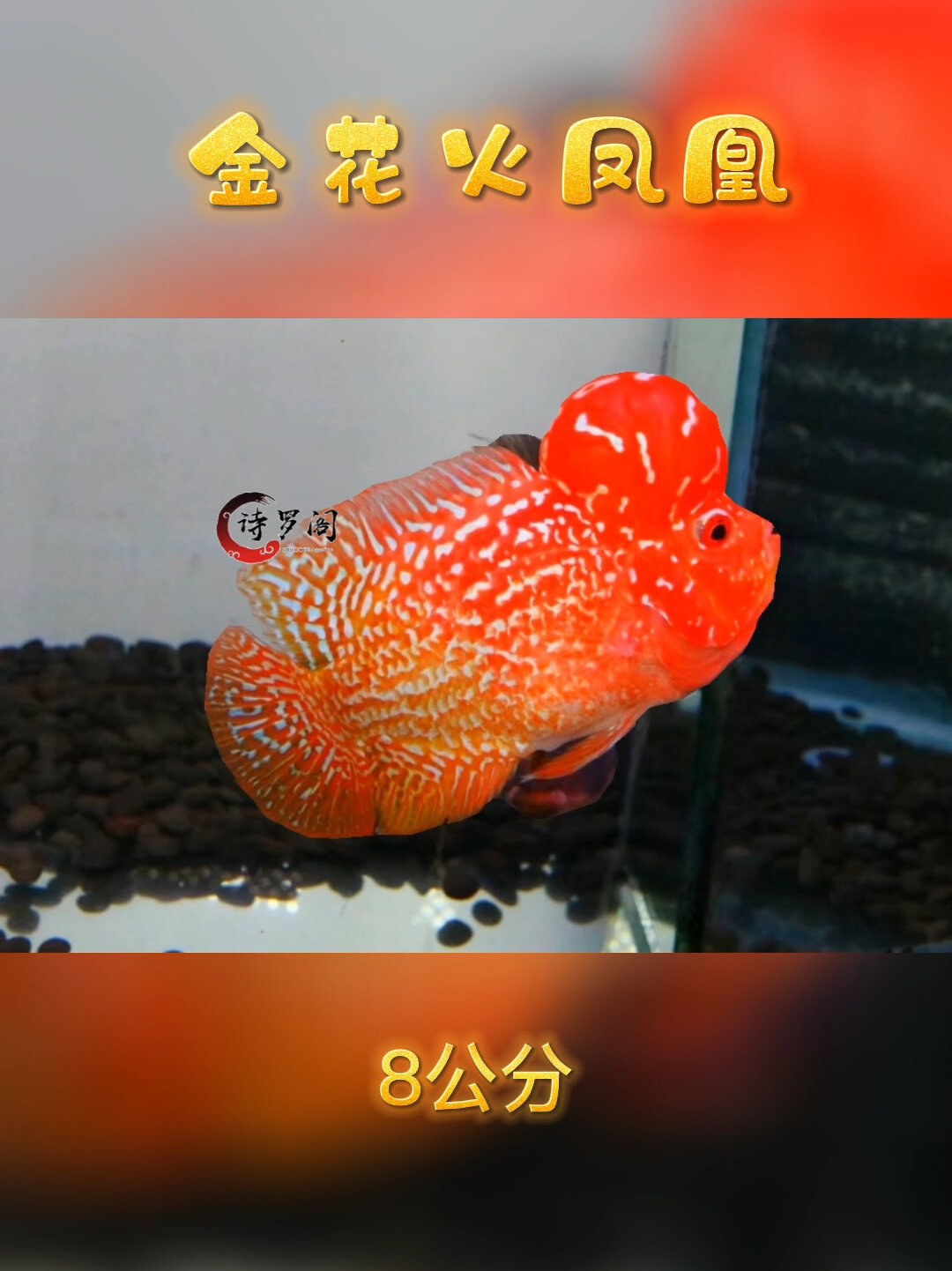 泰国极品金花火凤凰罗汉鱼