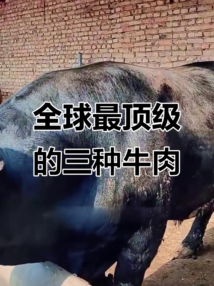 世界三大顶级牛肉品种大揭秘:和牛、安格斯与切安尼娜