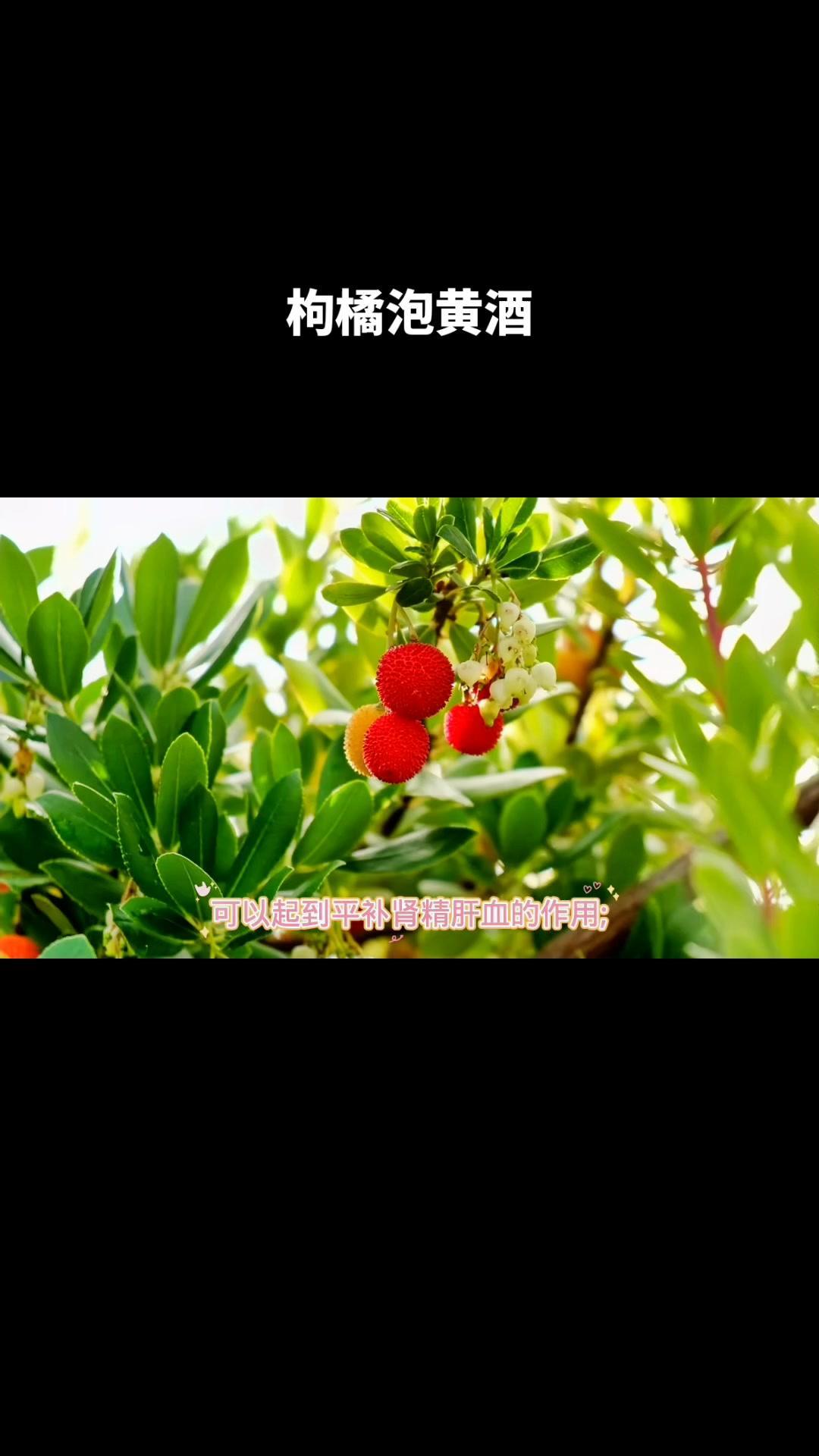 谷山梦古 枸橘泡黄酒