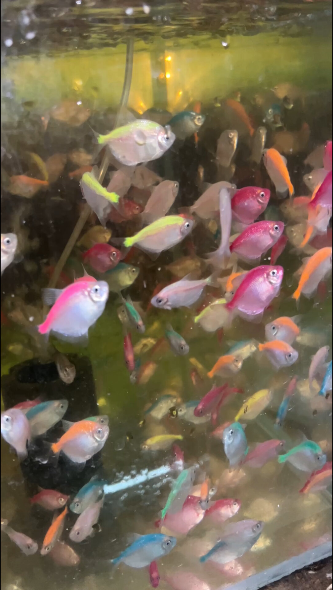 热带鱼七彩裙鱼活体玻璃淡水小型黑裙彩色观