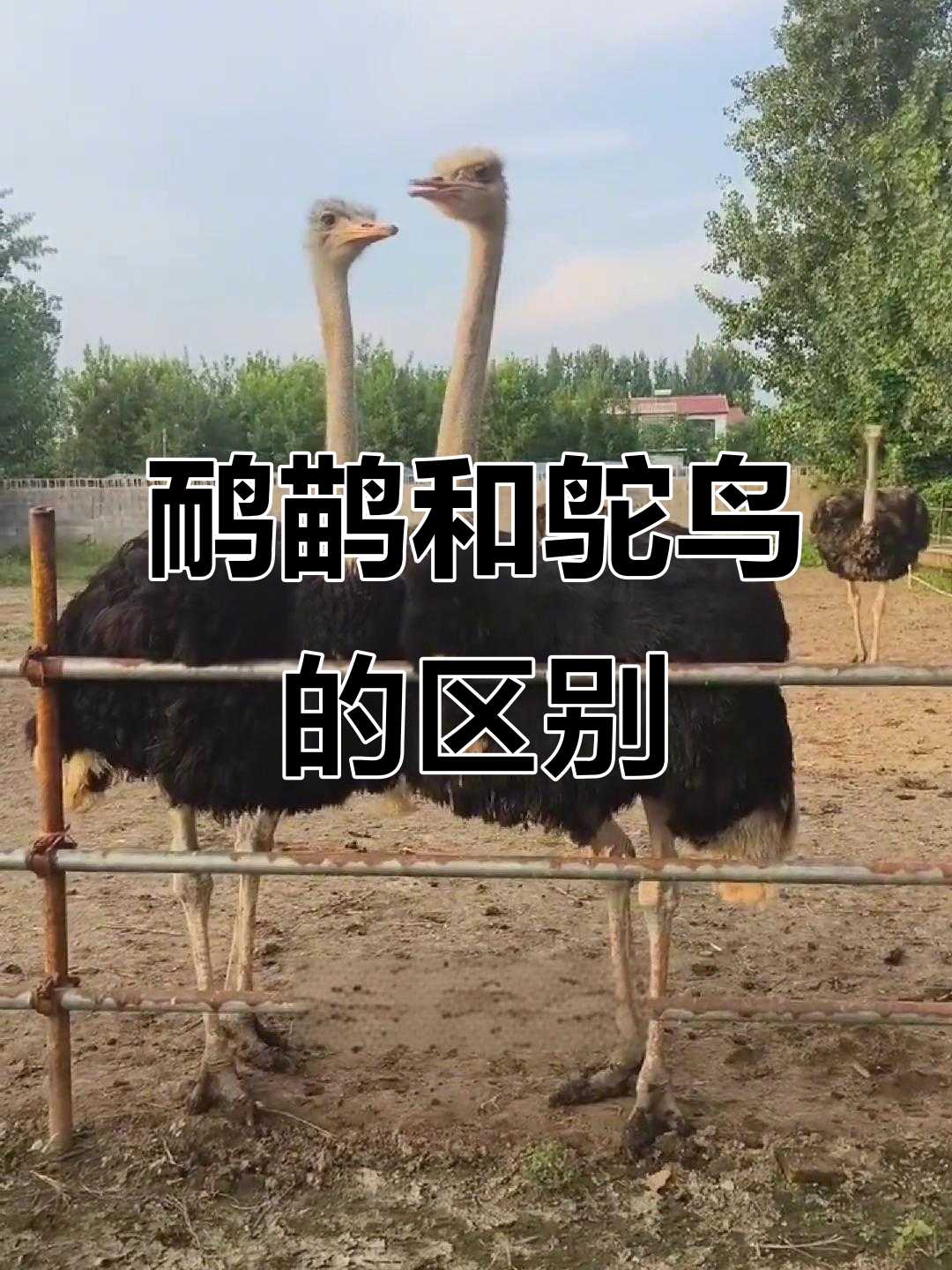 鸸鹋与鸵鸟肉质大不同,口感差异惊人