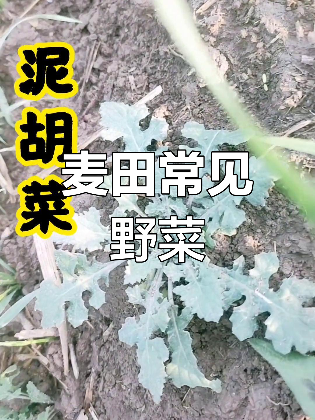 麦田里的20种野菜,你吃过几种?
