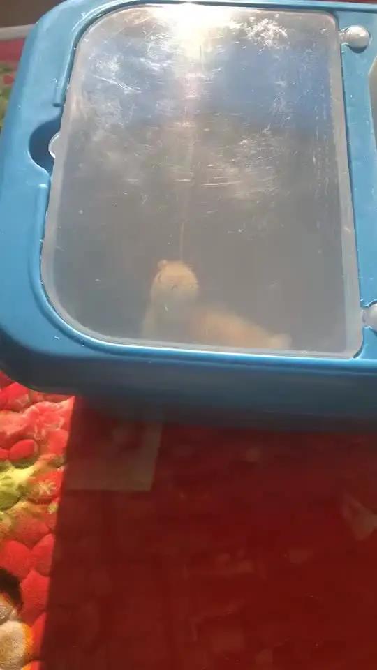 你好鸭 小黄鸭 小鸭子现在特别黏人,我会每天记录他的成长!