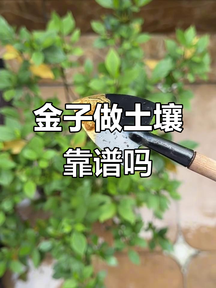 黄金能当肥料?爷爷的“土”居然是金子!