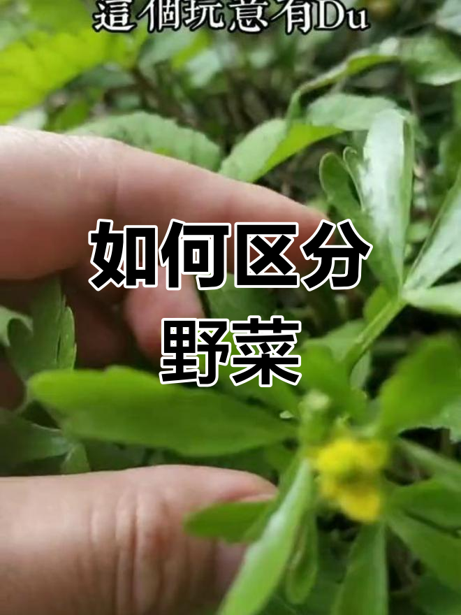 野芹菜与水芹菜的辨别方法,误食有毒