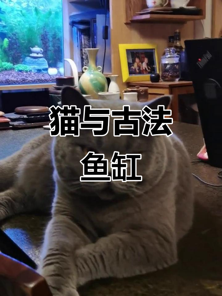 妈妈手工鱼缸，孩子爱不释手，爸爸却忧心猫咪会误入