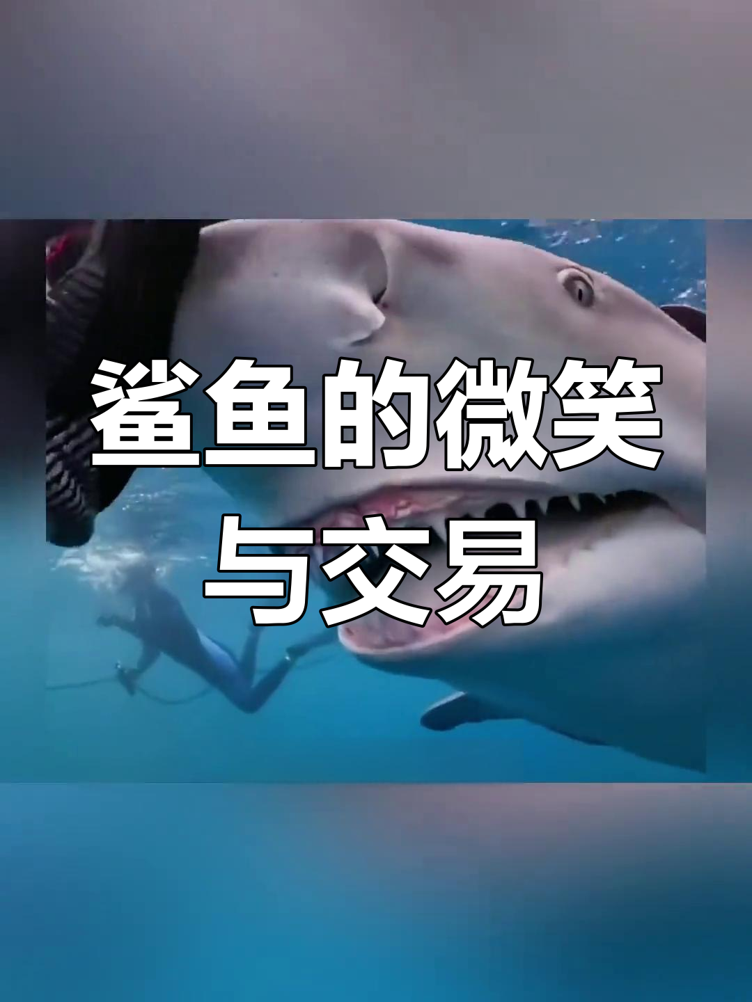 鲨鱼接受人类投喂,露出谄媚表情,牙齿竟成货币