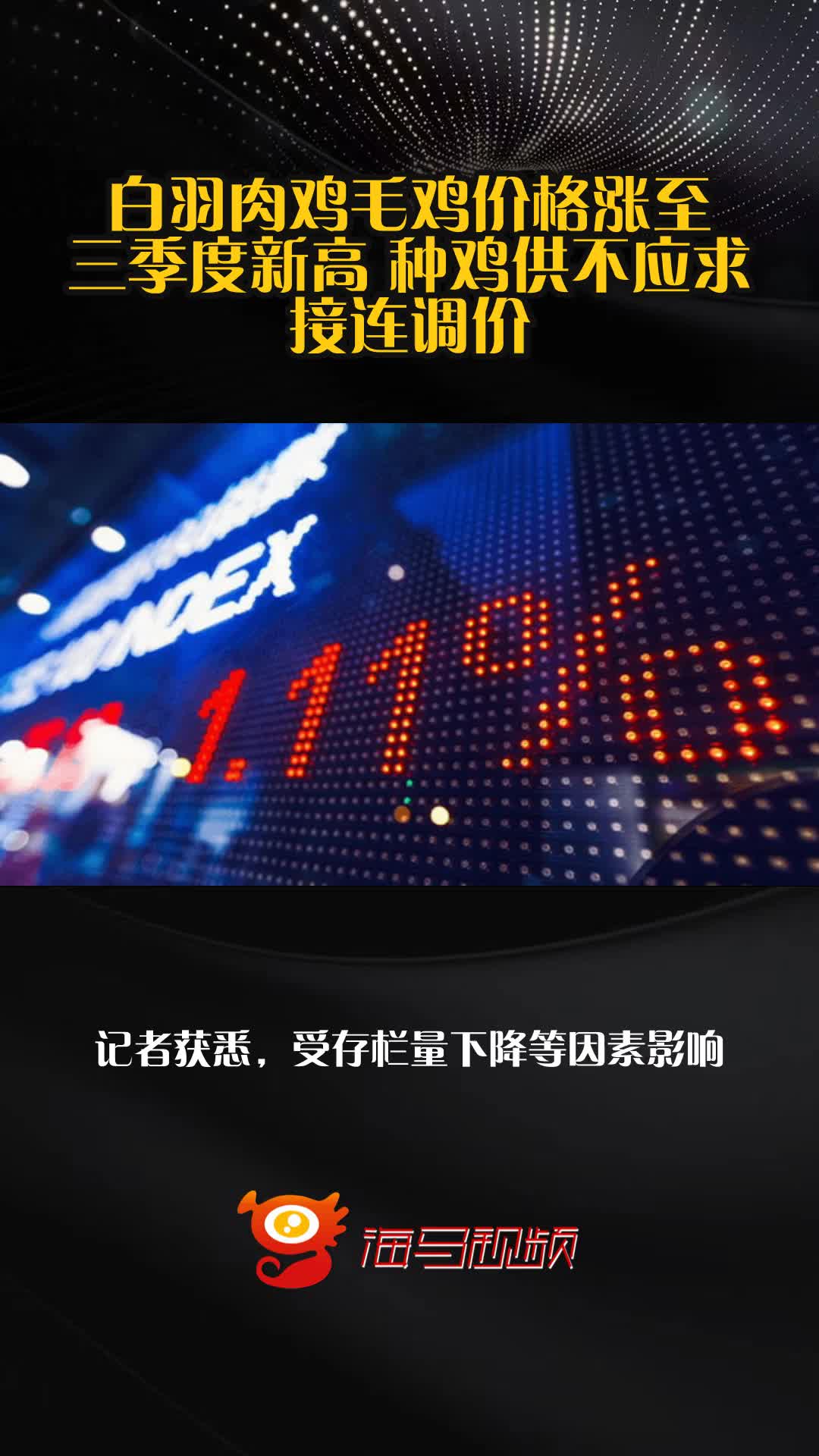 白羽肉鸡毛鸡价格涨至三季度新高 种鸡供不应求接连调价