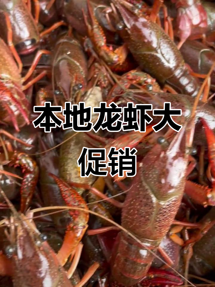 本地青虾新鲜上市,16元一斤,送货上门加一元