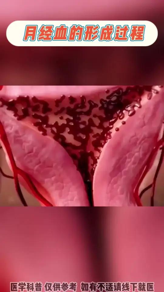月经血的形成过程