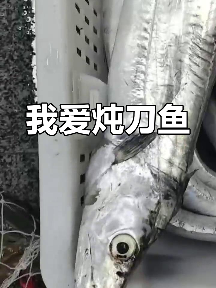 刀鱼与带鱼的明显区别,炖煮更美味