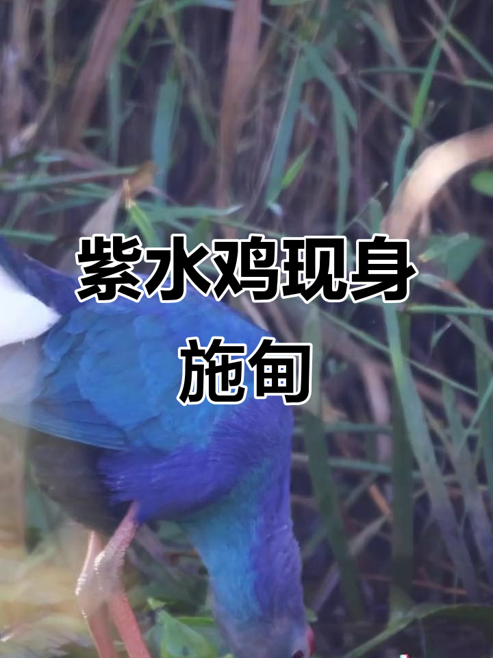 紫水鸡现身施甸野鸭湖,国家二级保护动物亮相