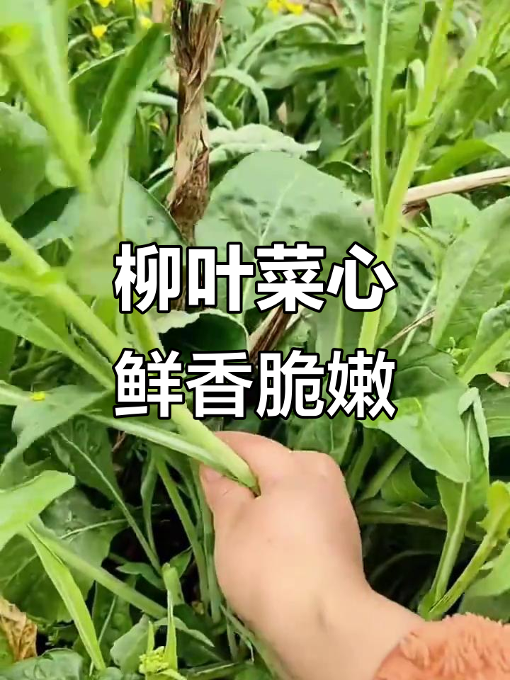 广西柳叶菜心:脆嫩美味,营养丰富,种上一颗够全家吃