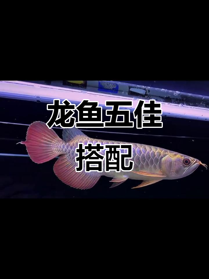 龙鱼最佳五大配鱼推荐,性格温顺又美观