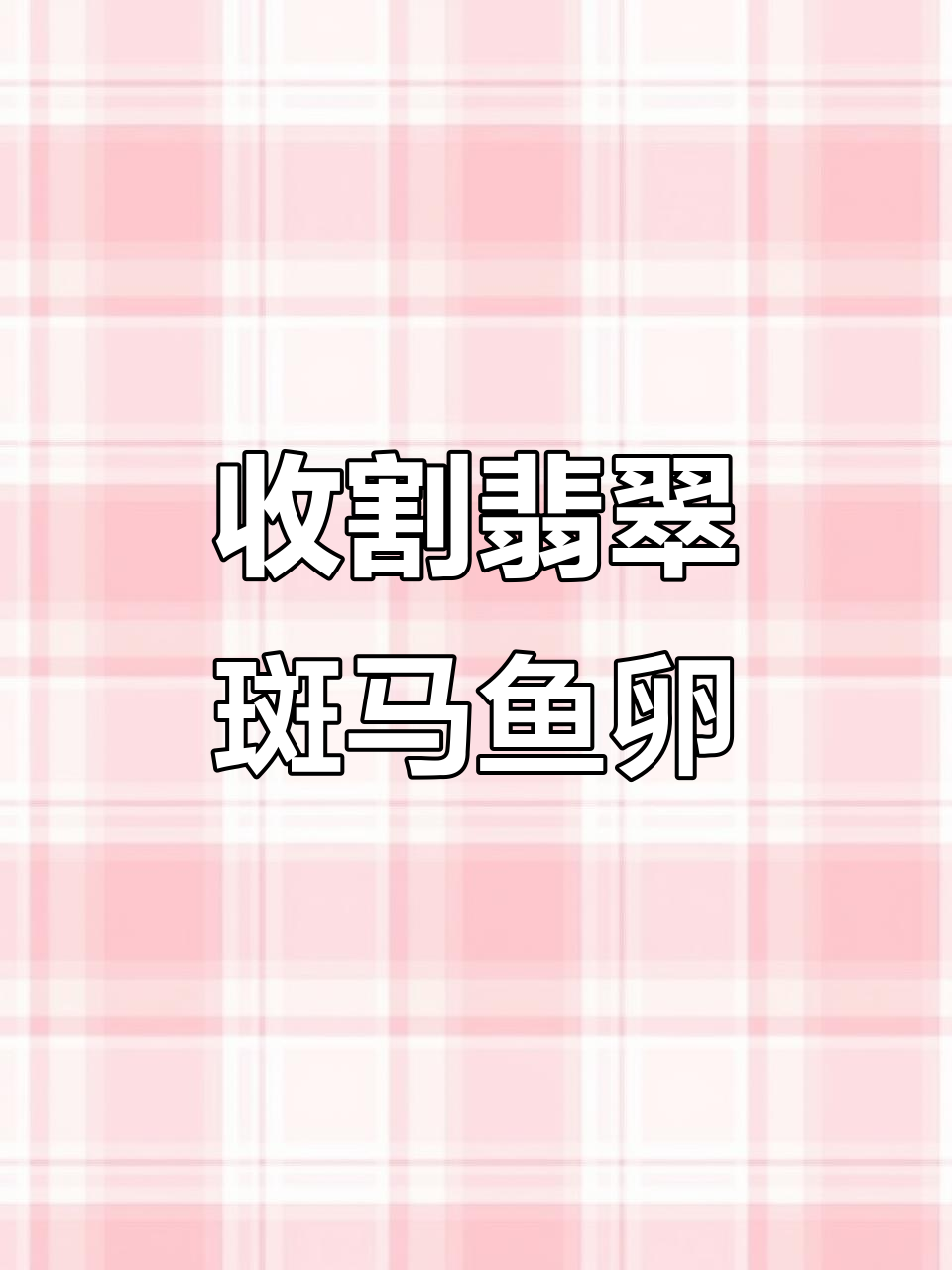 翡翠斑马鱼产卵日常,公母比例调整提高受精率