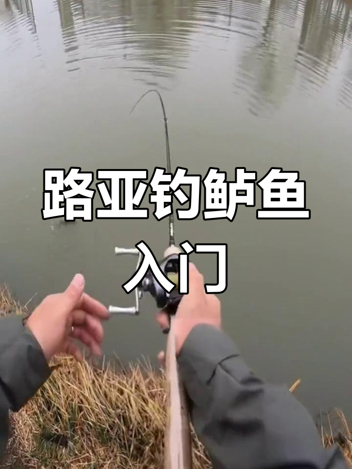 路亚钓鲈鱼技巧大揭秘,如何选择饵料和钓点