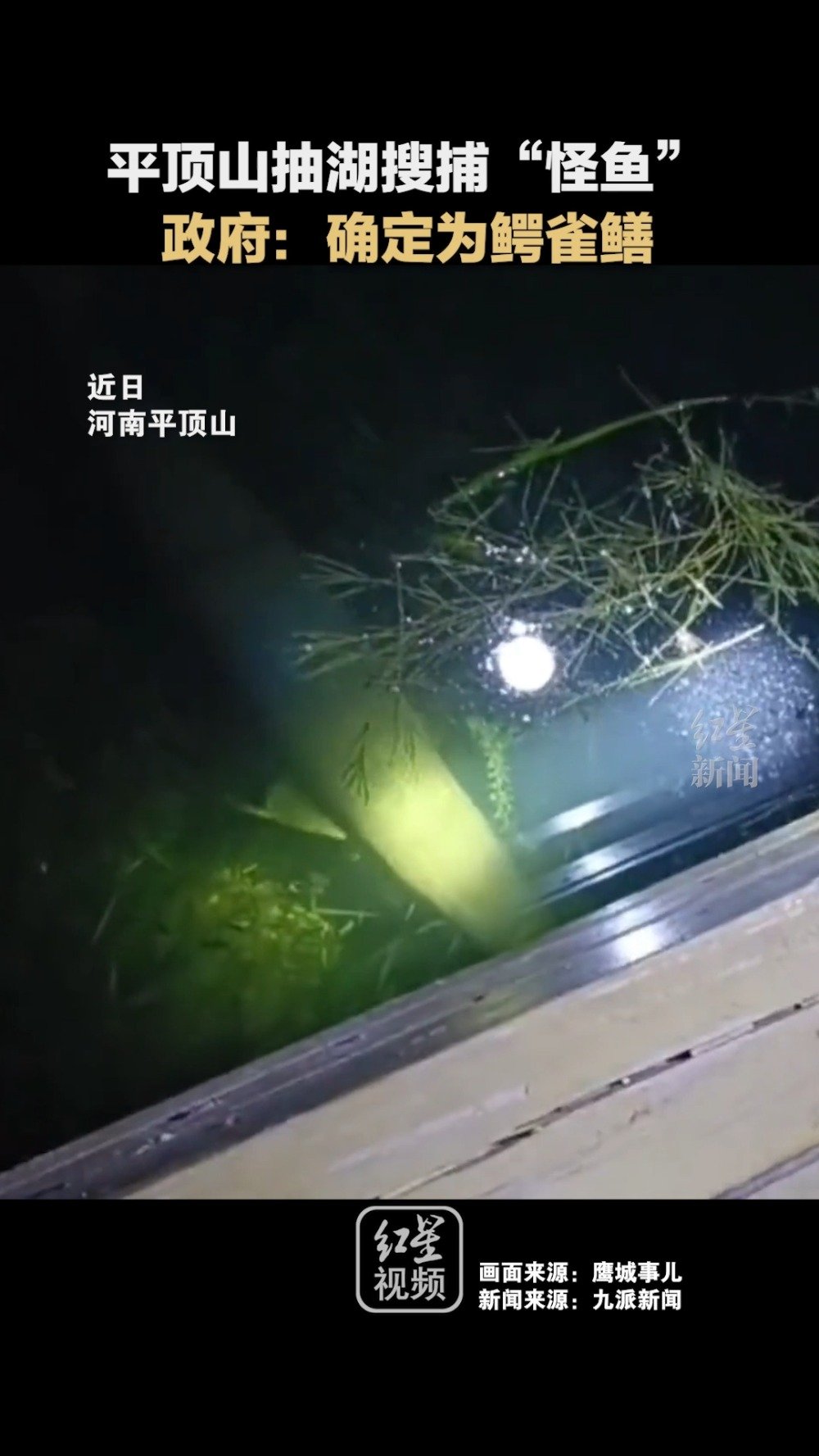 「官方回应平顶山抽湖水搜捕怪鱼:确定为鳄雀鳝,尚未捞出。」近日,河南平顶山汝州有市民在湖中