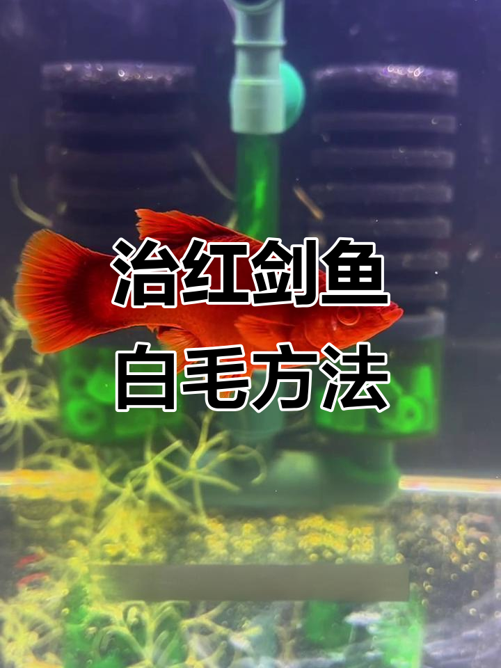 红剑鱼长白毛怎么办?双氧水治疗法详解