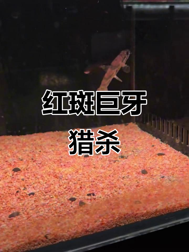 红斑巨牙捕食瞬间,鱼缸里的惊险时刻