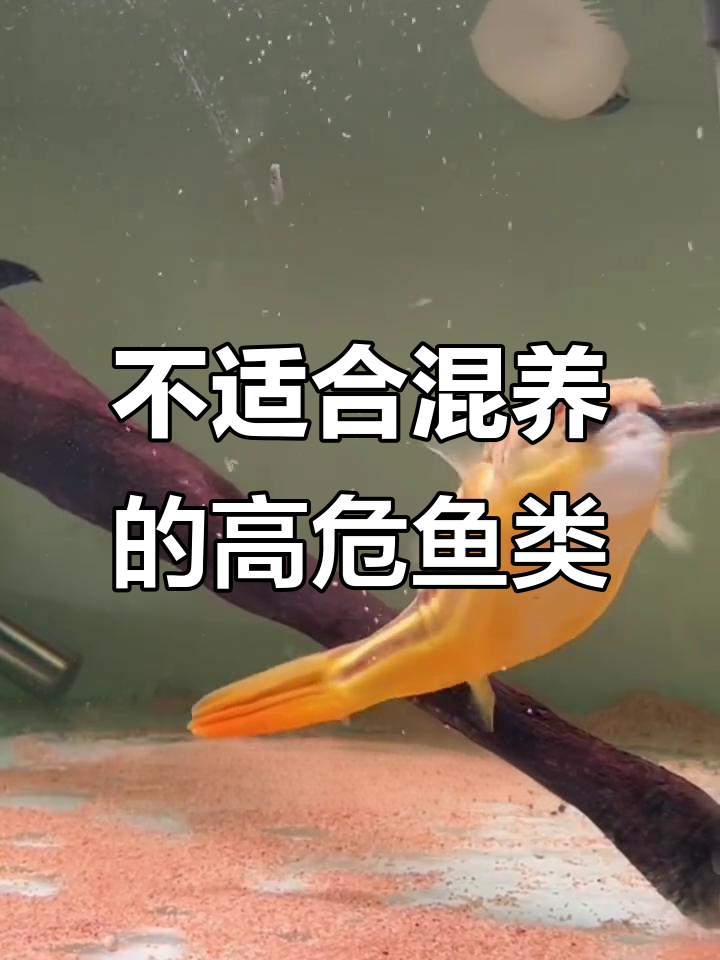 8种不适合与其他鱼混养的凶猛观赏鱼,你知道吗?