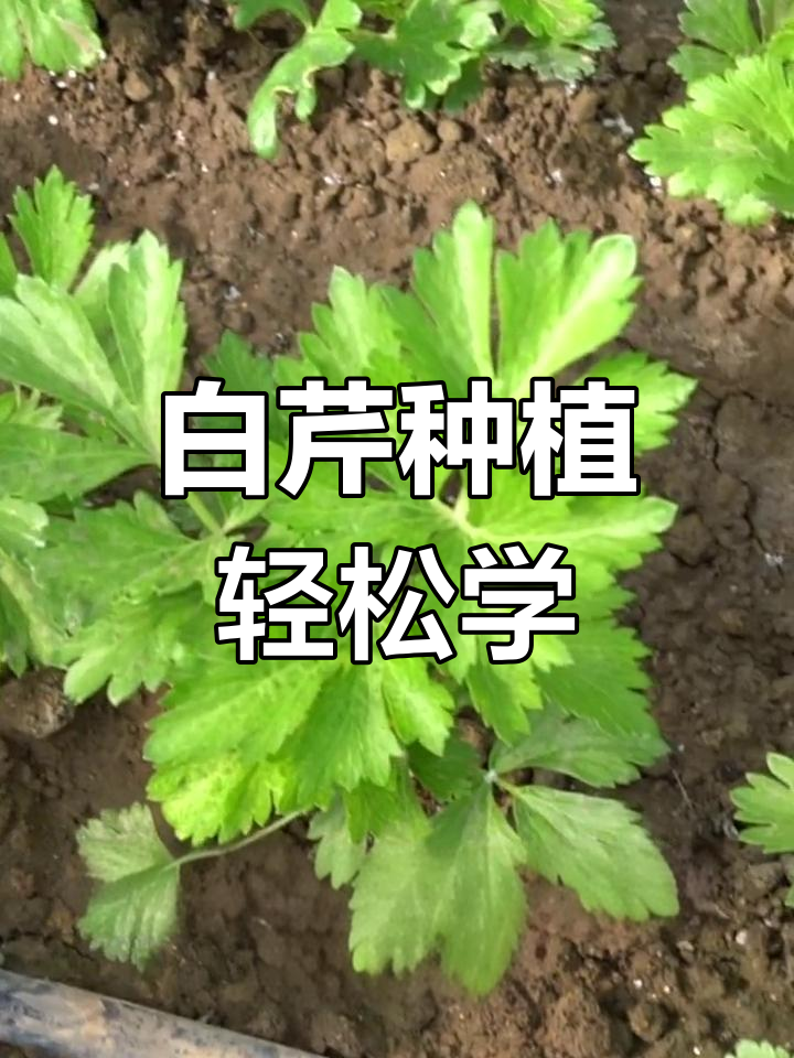 雪白芹菜,清新美味又易种