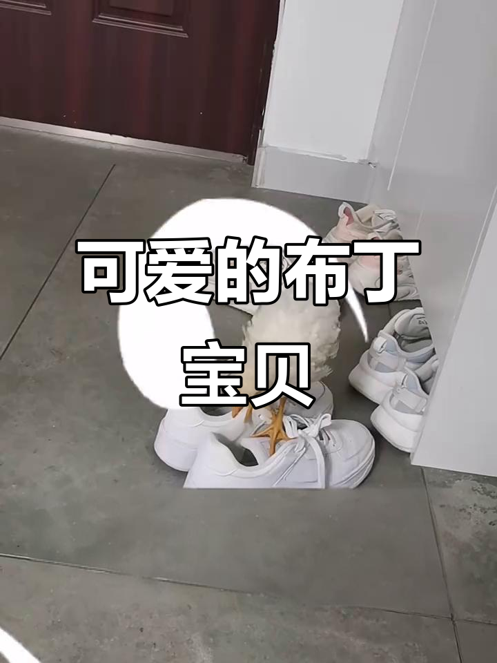 布丁宝贝的萌鸡日常,超可爱互动大合集