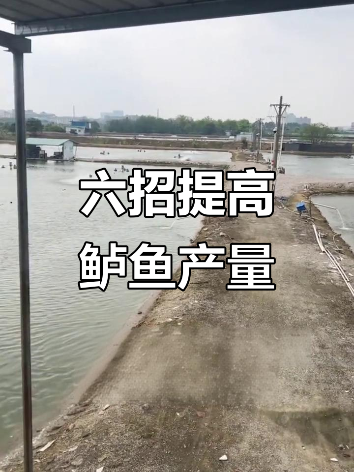 鲈鱼养殖六大技巧,轻松提升生长速度