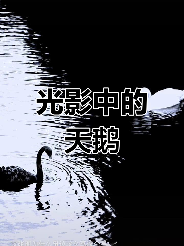 黑白天鹅,光影交织,静谧与活力并存