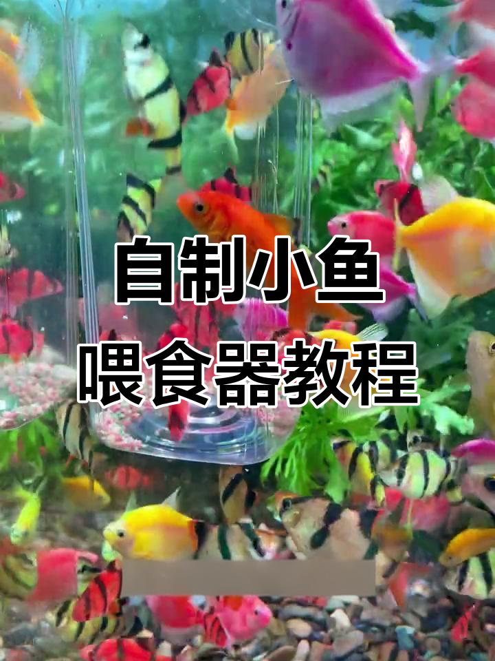 废饮料瓶变小鱼喂食器,简单又实用