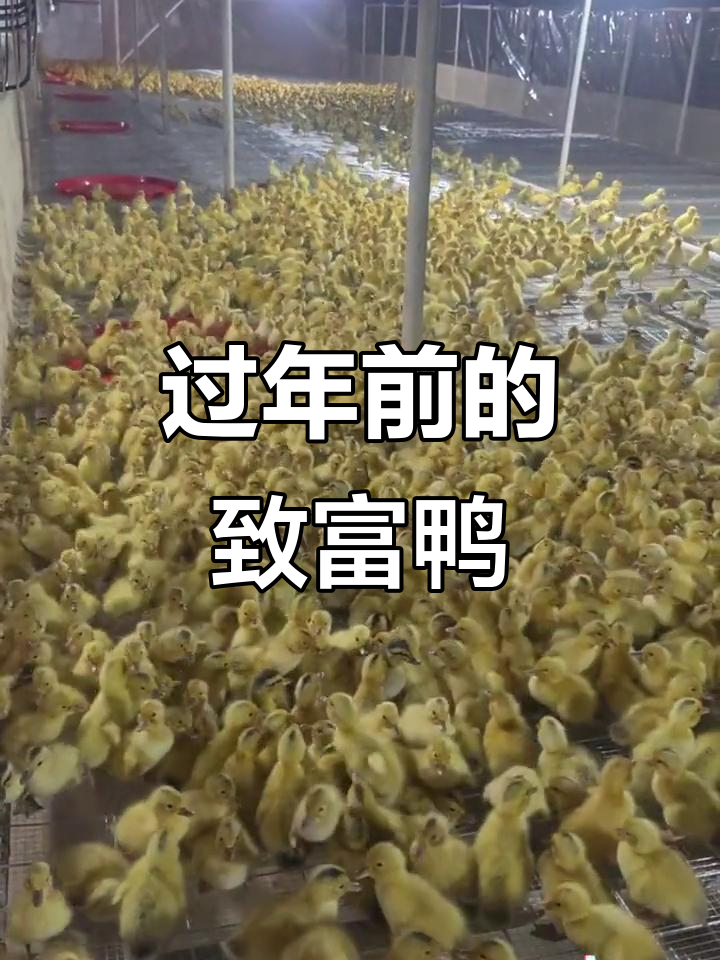 年前最后一批发财鸭,养鸭人迎来丰收时刻