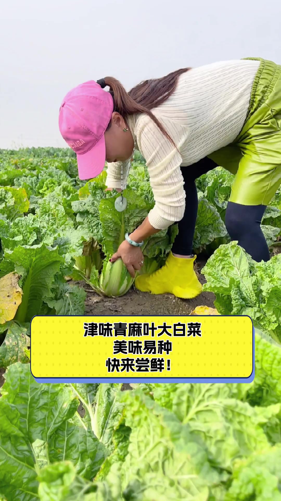 津味青麻叶大白菜,美味易种,快来尝鲜!