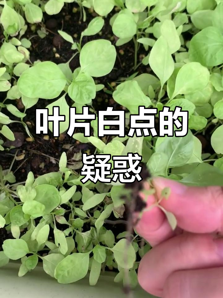 白苋菜叶子上的白点是什么?求解答,不是白粉虱