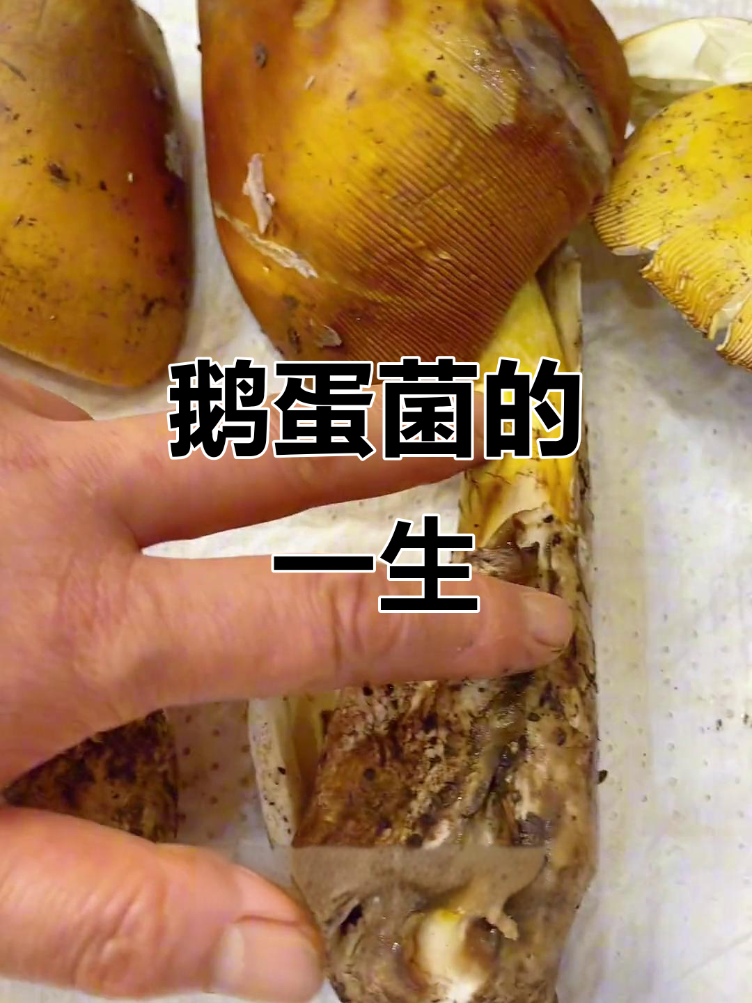 鹅蛋菌的成长之旅,从出生到成熟的奇妙过程