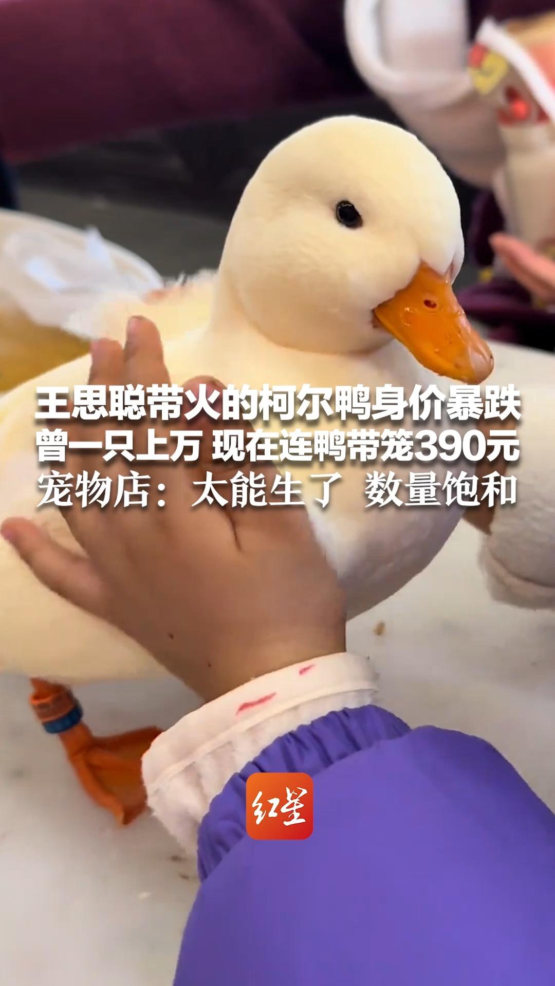 王思聪带火的柯尔鸭身价暴跌 曾一只上万 现在连鸭带笼390元 有人后悔买该品种只因“太吵”