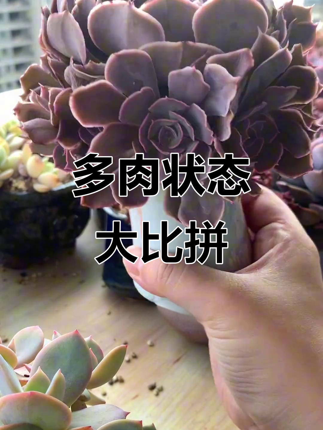 整理一下午,桌面清爽了,多肉有的褪色,有的依旧鲜艳