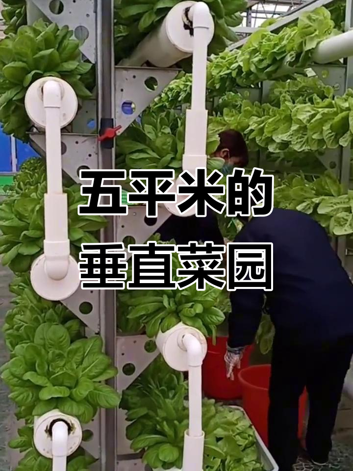 立体蔬菜农场,五平米年产量三万八千棵
