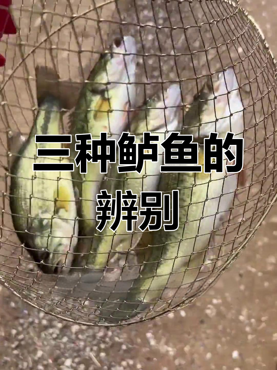 菜鲈、野鲈和二代鲈,三种鲈鱼大揭秘