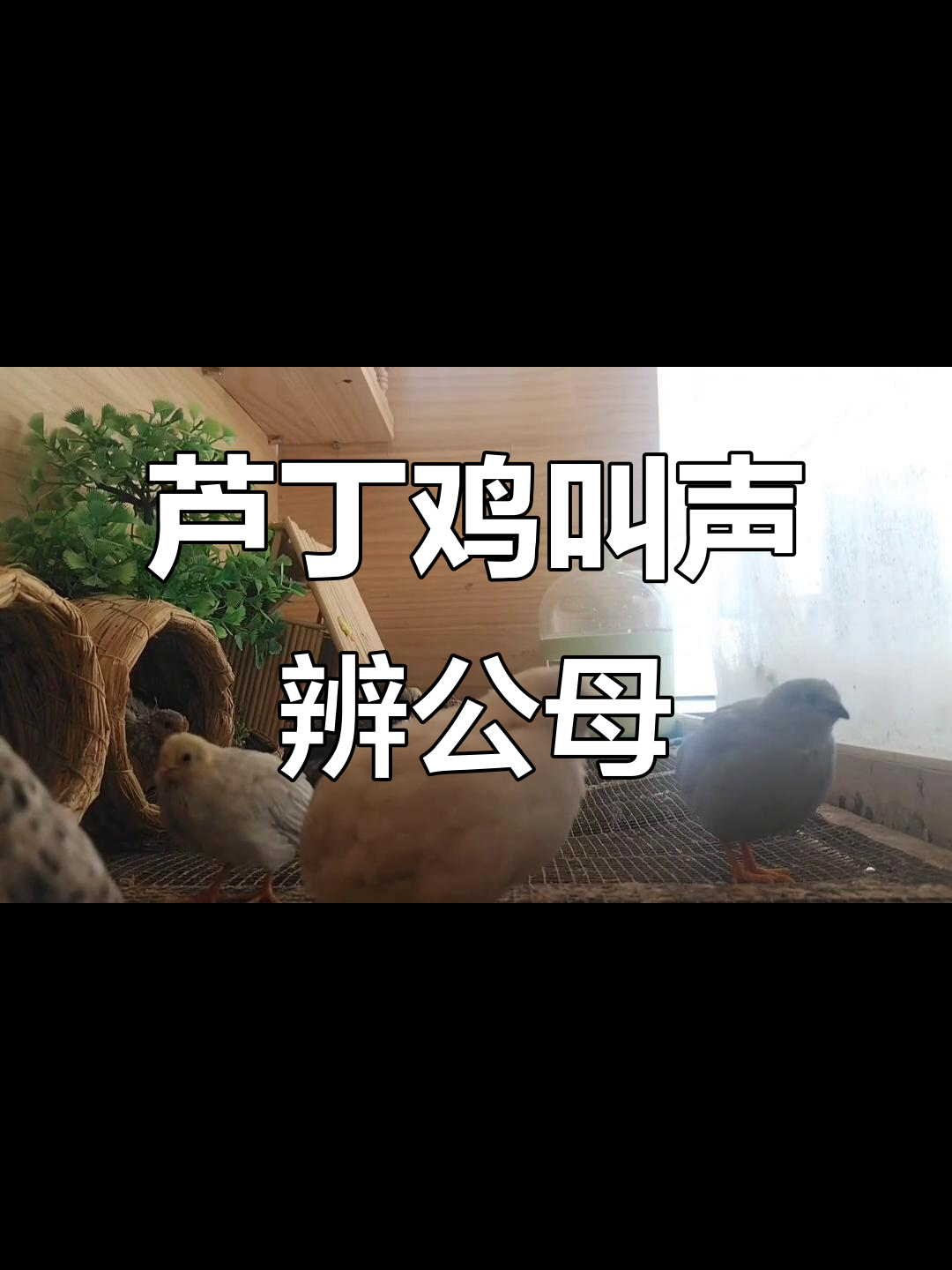 芦丁鸡叫声能分辨公母?快来听听!