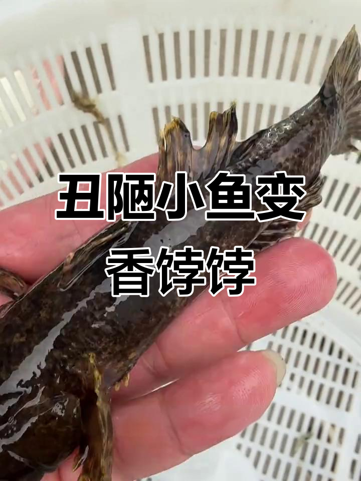 曾经被嫌弃的呆子鱼，如今竟能卖到200元一斤！