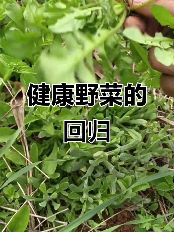云南冬季野菜盛行,曾厌烦如今却成了最健康的选择
