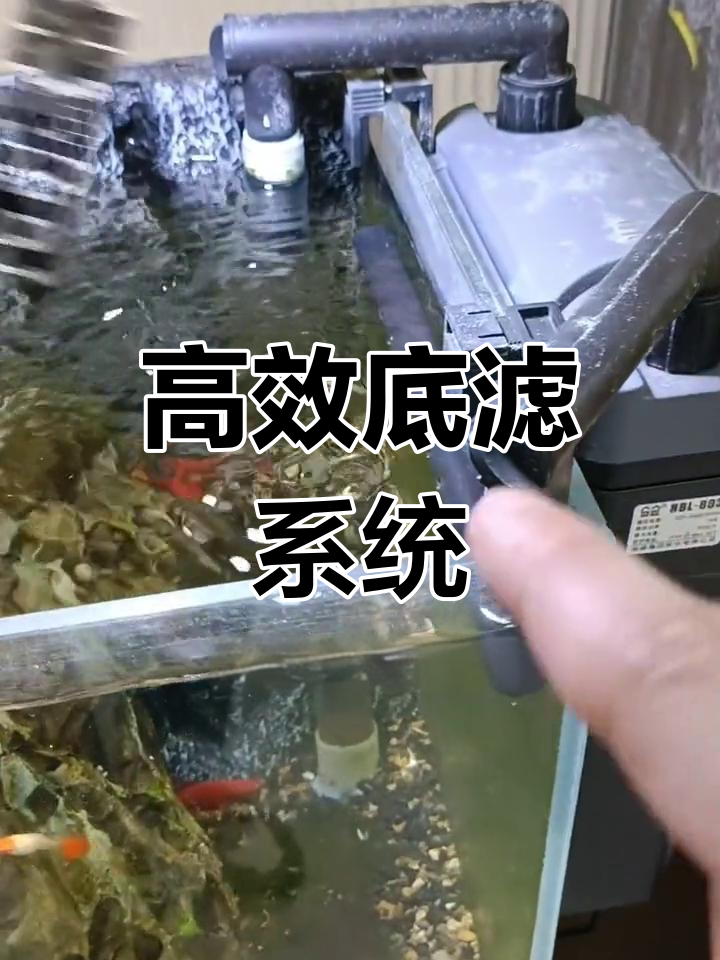 鱼缸底滤板:高效过滤与循环系统