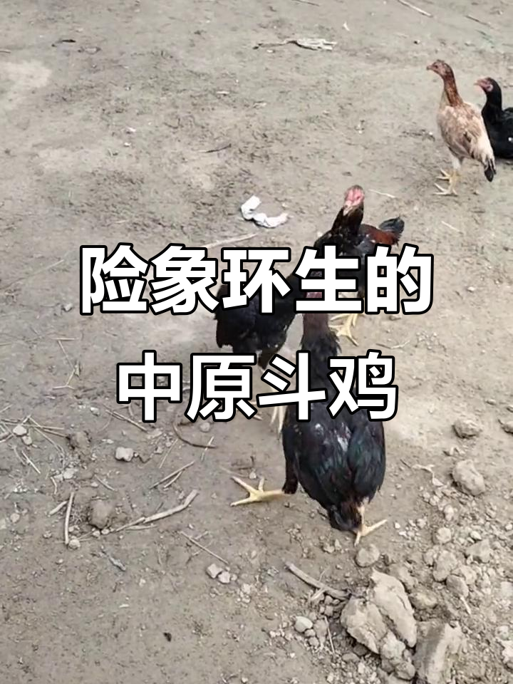 中原斗鸡激烈对决,差点引发意外!