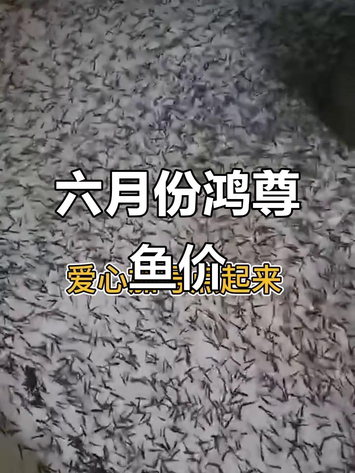 四川地区虹鳟鱼苗价格大揭秘,六月十日最新行情