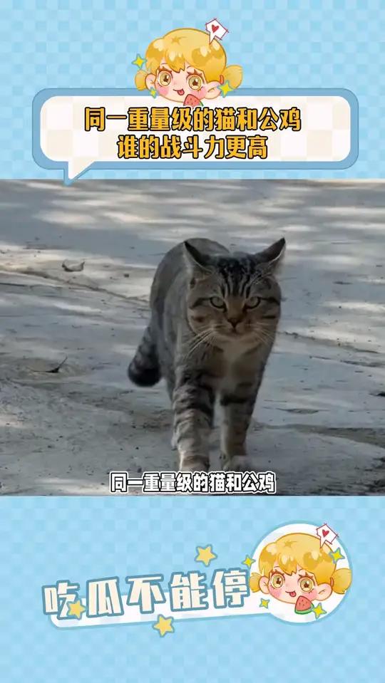 同一重量级的猫和公鸡,谁的战斗力更高